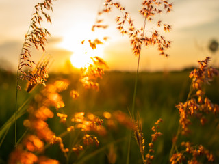Dry Yellow Grass Meadow In Sunset Sunrise Sunlight. Autumn In Thailand