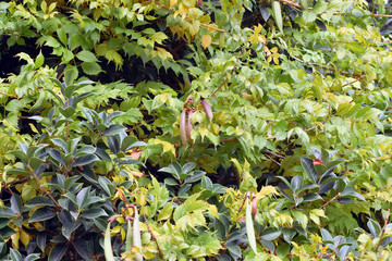 Green leaves of different shades and different shapes as a background.