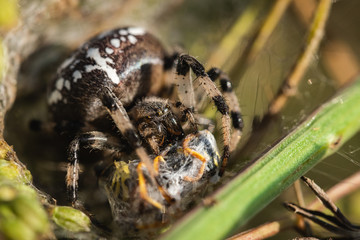 Common Cross (Araneus Diadematus) Eats Wasp. Close Up. Macro.