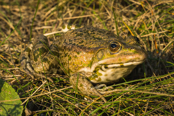 Pool Frog (Pelophylax Lessonae).