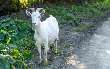 Common Goat On The Road.