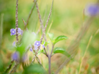 Purple flowers background