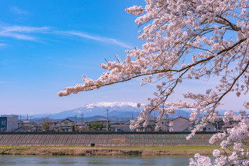 Shiroishigawa-tsutsumi Hitome Senbonzakura, Cherry blossoms with snow-covered Zao Mountain in background along the bank of Shiroishi river in Funaoka Castle Ruin Park, Sendai, Miyagi prefecture, Japan