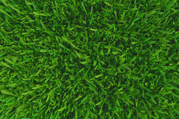 Green grass. background texture. fresh spring green grass. 3d rendering