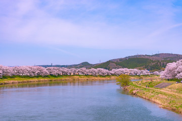 Shiroishigawa-tsutsumi Hitome Senbonzakura in sunny weather, Cherry blossoms along the bank of...