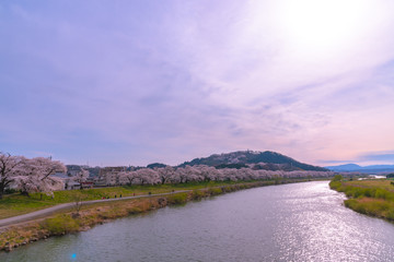 Shiroishigawa-tsutsumi Hitome Senbonzakura in sunny weather, Cherry blossoms along the bank of...