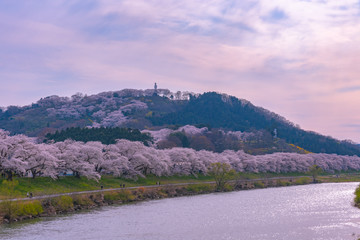 Shiroishigawa-tsutsumi Hitome Senbonzakura in sunny weather, Cherry blossoms along the bank of...