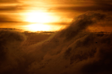 Vol de grues cendrées au lever du soleil