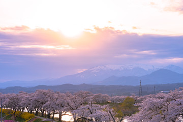 Shiroishigawa-tsutsumi Hitome Senbonzakura in sunny weather, Cherry blossoms along the bank of...