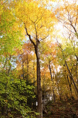 Autumn Trees