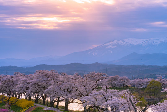 Shiroishigawa-tsutsumi Hitome Senbonzakura in sunny weather, Cherry blossoms along the bank of Shiroishi river in Funaoka Castle Ruin Park, Sendai, Miyagi prefecture, Japan