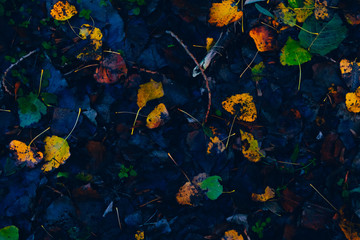 colorful atumn leaves