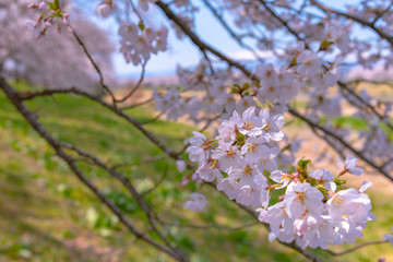 Shiroishigawa-tsutsumi Hitome Senbonzakura in sunny weather, Cherry blossoms along the bank of...