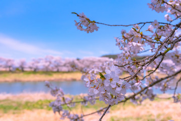 Shiroishigawa-tsutsumi Hitome Senbonzakura in sunny weather, Cherry blossoms along the bank of Shiroishi river in Funaoka Castle Ruin Park, Sendai, Miyagi prefecture, Japan