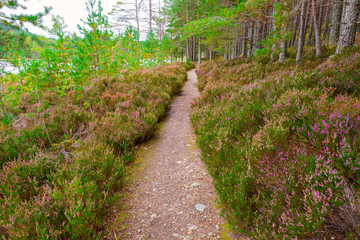 Scottish landscape with violet heather flowers and pathway