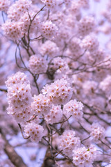 Cherry blossom in spring season, Japan.