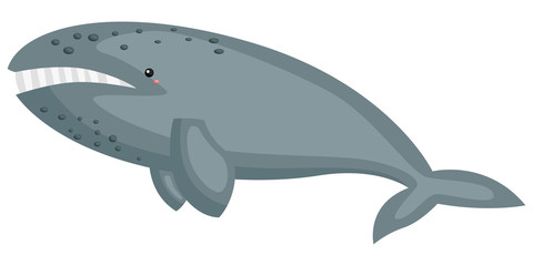 a vector of a cute gray whale 