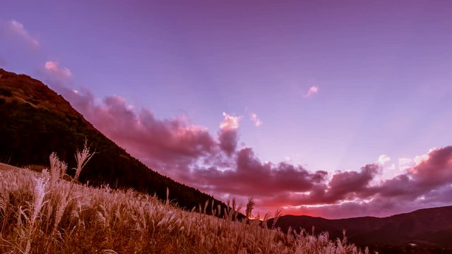 秋の陽に照らされて輝く箱根・仙石原のススキ