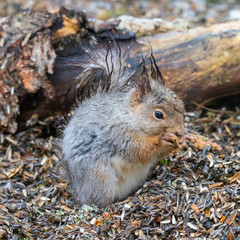 Eurasian red squirrel (Sciurus vulgaris) eating with snow in the background.