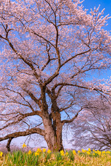 Obraz premium Narcissus field pathway with the Cherry Blossom tree background along Shiroishi river banks in Funaoka Castle Ruin Park, Sendai, Miyagi prefecture, Japan ( Shiroishigawa tsutsumi Hitome Senbonzakura )