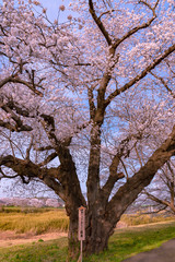Fototapeta premium The largest yoshino cherry tree in Japan at Shiroishi river banks in Funaoka Castle Park, Miyagi, Japan. Text on the wooden billboard is 