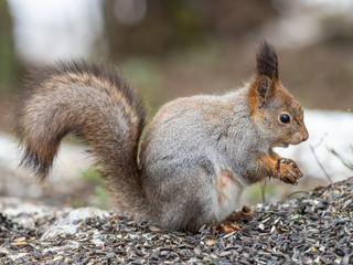 Naklejka na ściany i meble Eurasian red squirrel (Sciurus vulgaris) eating with snow in the background.