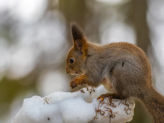 Eurasian red squirrel (Sciurus vulgaris) eating with snow in the background.
