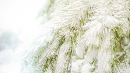 Snow covered pine tree branches close-up with magic sunlight