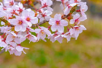 Cherry blossom in spring season at Tokyo, Japan. Cherry blossoms will start blooming around the late March in Tokyo, Many visitors to Japan choose to travel in cherry blossom season.