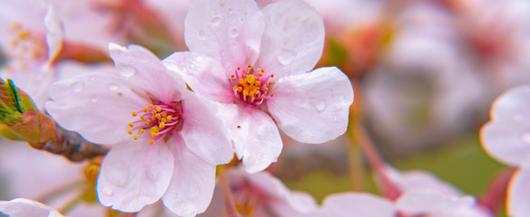 Cherry blossom in spring season at Tokyo, Japan. Cherry blossoms will start blooming around the late March in Tokyo, Many visitors to Japan choose to travel in cherry blossom season.