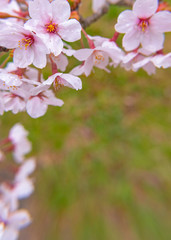 Cherry blossom in spring season at Tokyo, Japan. Cherry blossoms will start blooming around the late March in Tokyo, Many visitors to Japan choose to travel in cherry blossom season.
