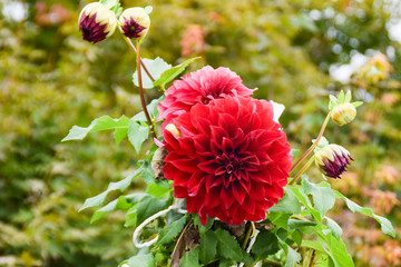 赤色のダリア