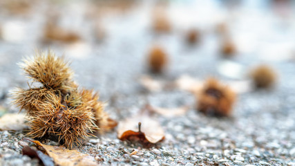 Chestnuts along a mountain road