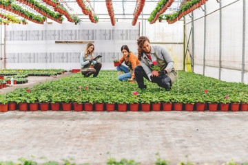 Florists in greenhouse