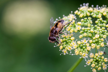 Fruitfly on umbellifer