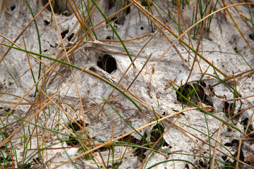 Dried up bottom of mere with small marsh plants