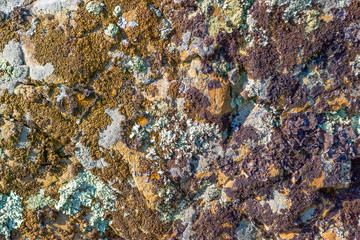 Background of natural colored background with a rough texture on the stones in the mountains. Mold and algae of different colors