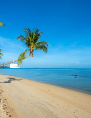 Coconut tree on sand beach with seascape view in Samui island, Thailand, summer season