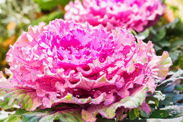 Obraz premium Decorative ornamental cabbage in garden close up