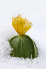 Winter aconite flowering in the snow