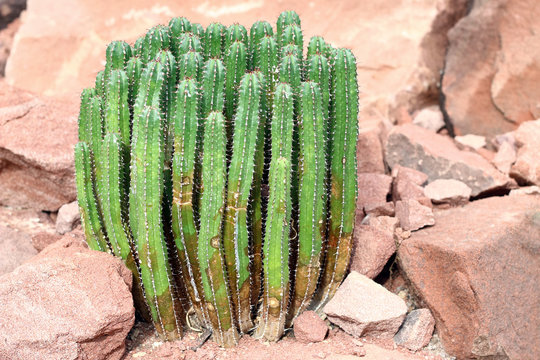 Euphorbia Resinifera - Resin Spurge