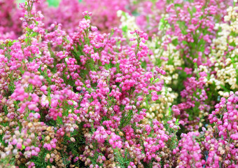 Erica gracilis is a pink plant. Beautiful floral background.
