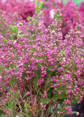 Erica gracilis is a pink plant. Beautiful floral background.