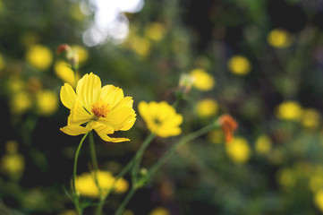yellow cosmos flowers blooming in the garden with soft-focus and over light in the background