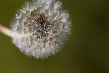 Dandelion seeds closeup, conceptual image 