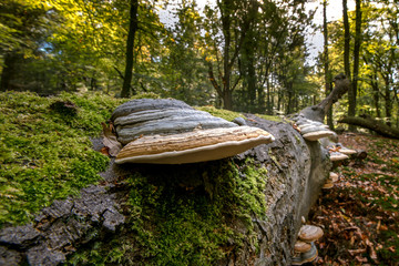 Tree fungus in the season: touchwood on a dead tree trunk in an autumn forest - obrazy, fototapety, plakaty