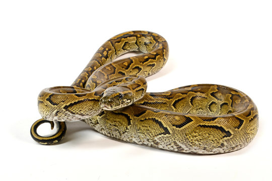 Felsenpython (Python sebae) - African rock python