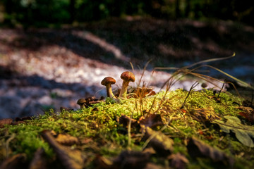 Small macro photographed mushroom highlighted in a dark autumn forest