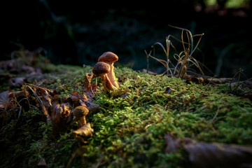 Small macro photographed mushroom highlighted in a dark autumn forest