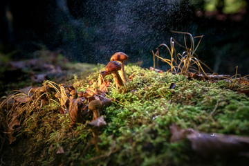 Small macro photographed mushroom highlighted in a dark autumn forest